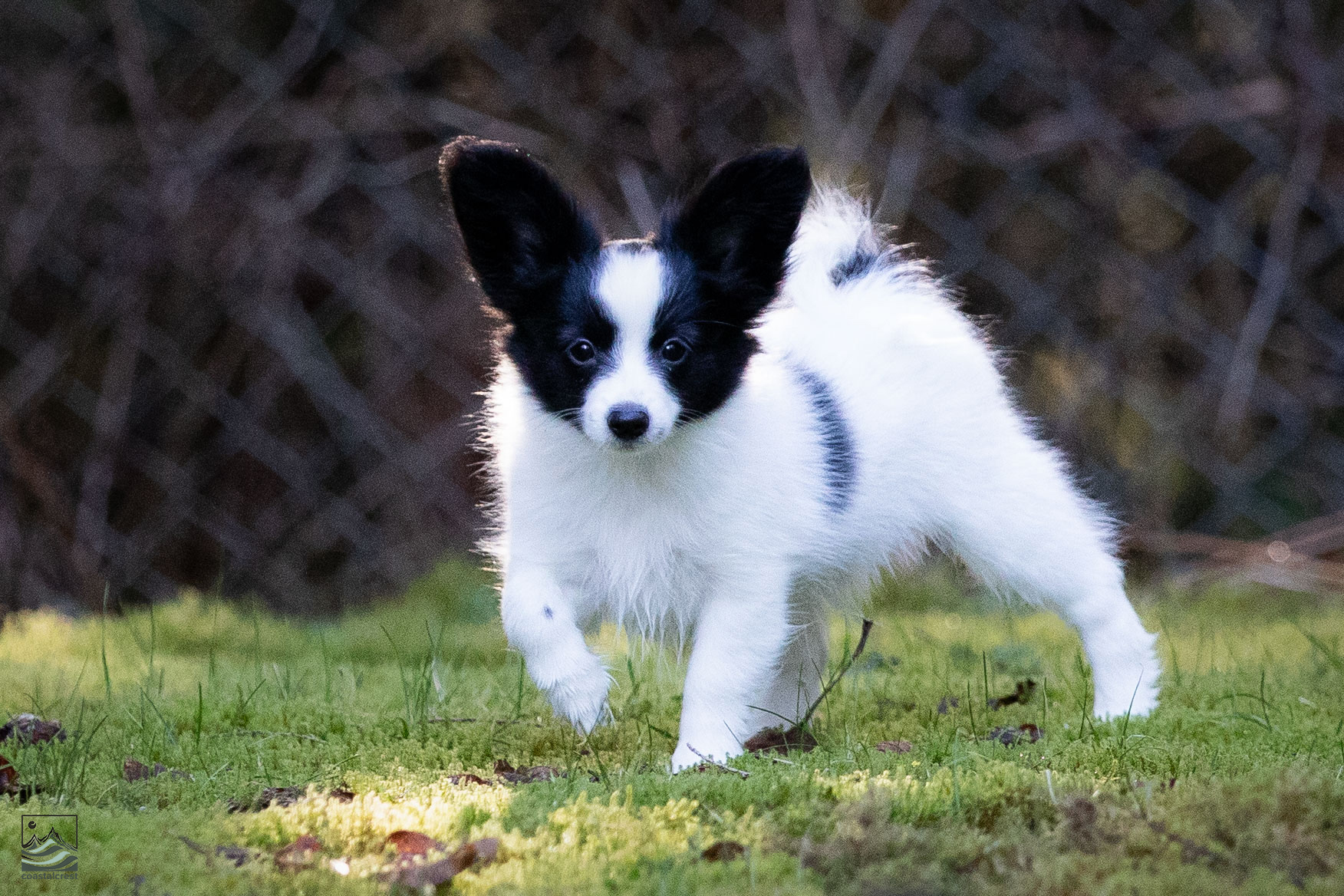 Meet Our Quality Papillon Males | Coastalcrest